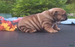 English Bulldog dogs for sale: Dixie - Image 6