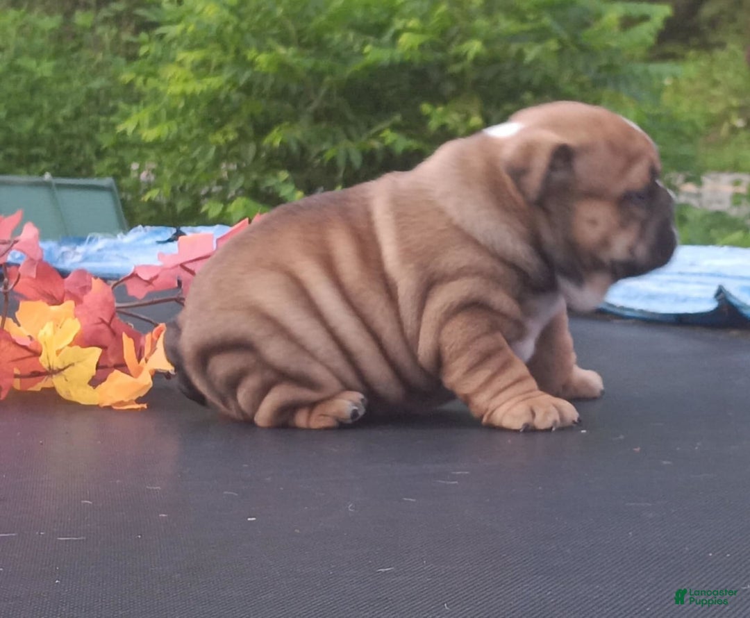 English Bulldog dogs for sale: Dixie - Image 6