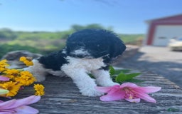 Bernedoodle dogs for sale: Priscilla - Image 1