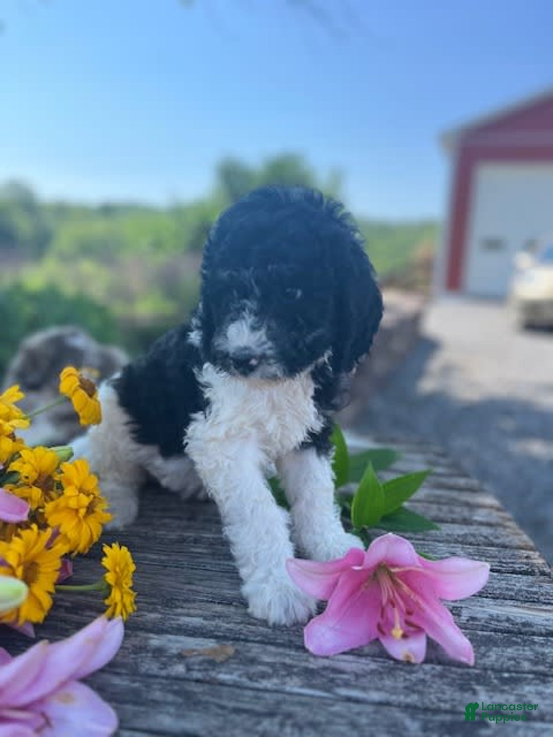 Bernedoodle dogs for sale: Priscilla - Image 1
