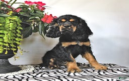 Cocker Spaniel dogs for sale: Banjo - Image 35