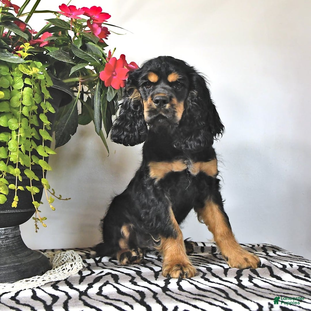 Cocker Spaniel dogs for sale: Banjo - Image 35