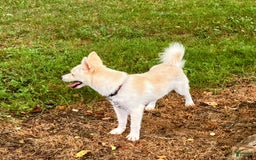 Pomsky dogs for sale: Aden - Image 8