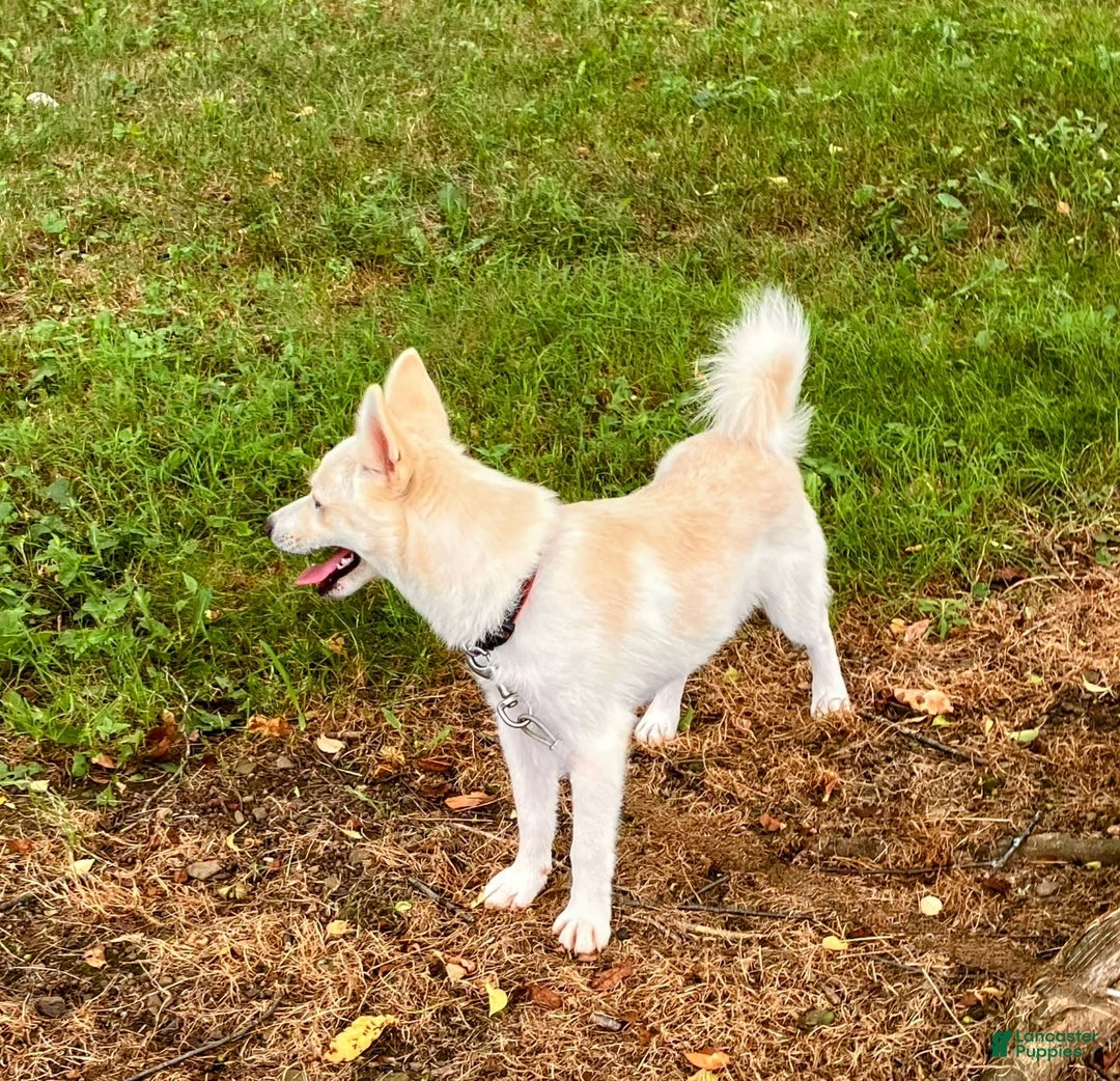 Pomsky dogs for sale: Aden - Image 8