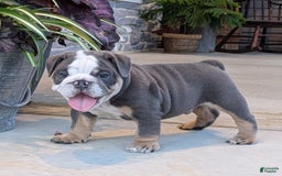 English Bulldog dogs for sale: Tuffy - Image 3