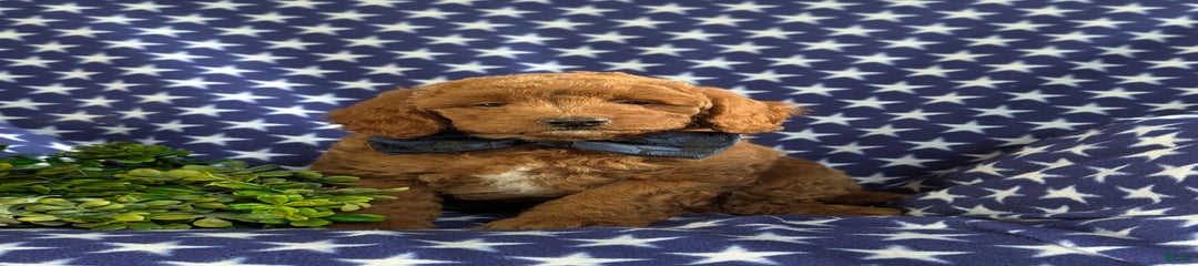 Hunter Hypoallergenic
