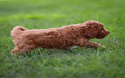 Goldendoodle dogs for sale: Oliver - Image 13