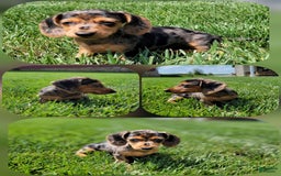 Dachshund dogs for sale: Jennifer - Image 7