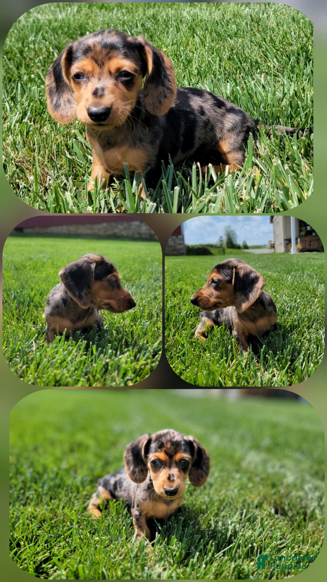 Dachshund dogs for sale: Jennifer - Image 7