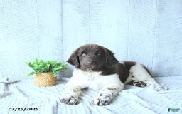 Newfoundland dogs for sale: Jade - Image 5