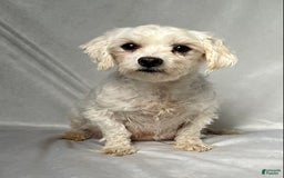Maltese dogs for sale: Lydia - Image 6