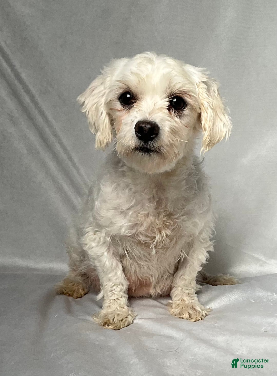 Maltese dogs for sale: Lydia - Image 6