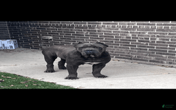 Cane Corso dogs for sale: Cane Corso - Image 12