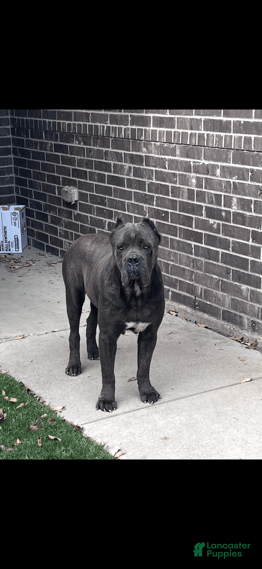 Cane Corso dogs for sale: Cane Corso - Image 12