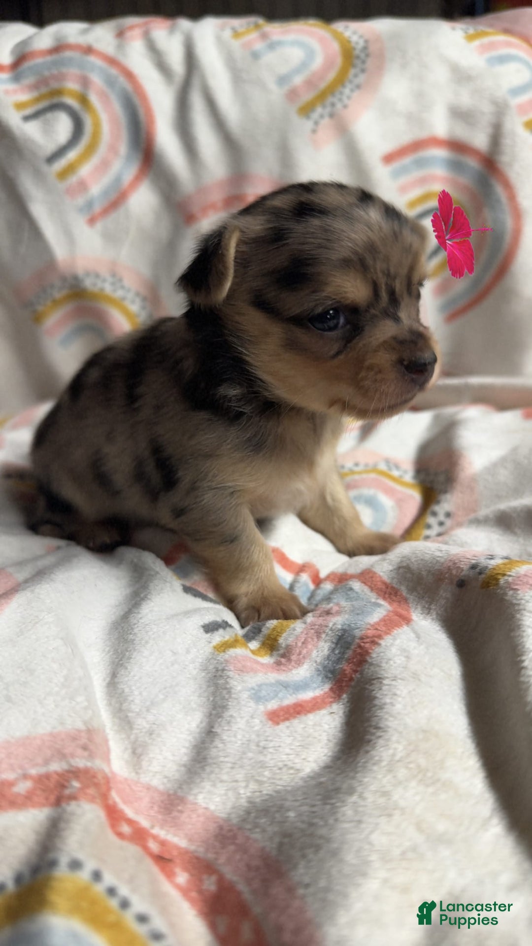 Chihuahua dogs for sale: London - Image 3