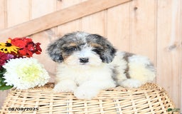 Miniature Poodle dogs for sale: Miniature Poodle 8 puppies - Image 6
