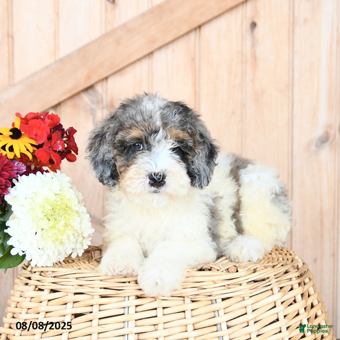 Miniature Poodle dogs for sale: Miniature Poodle 8 puppies - Image 6