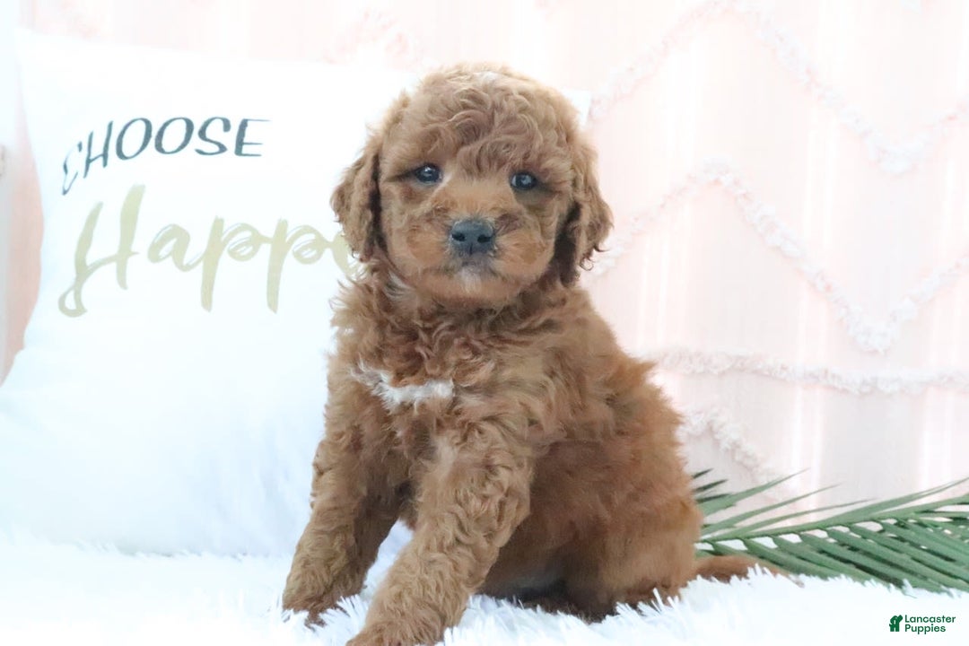 Goldendoodle dogs for sale: Mike - Image 2