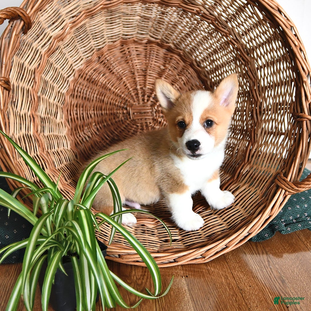Welsh Corgi Pembroke dogs for sale: Will - Image 5