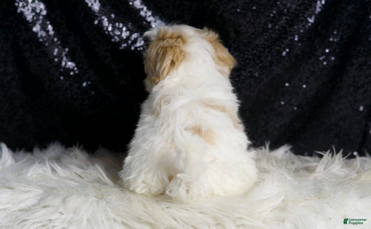 Maltipoo dogs - Advert 11