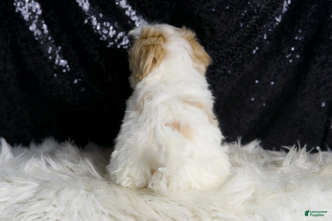 Maltipoo dogs for sale: Astro - Image 7