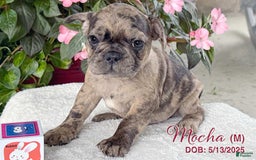 French Bulldog dogs for sale: Mocha - Image 1