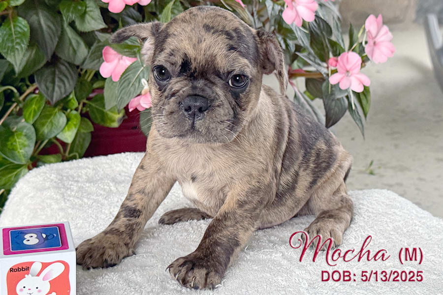 Mocha