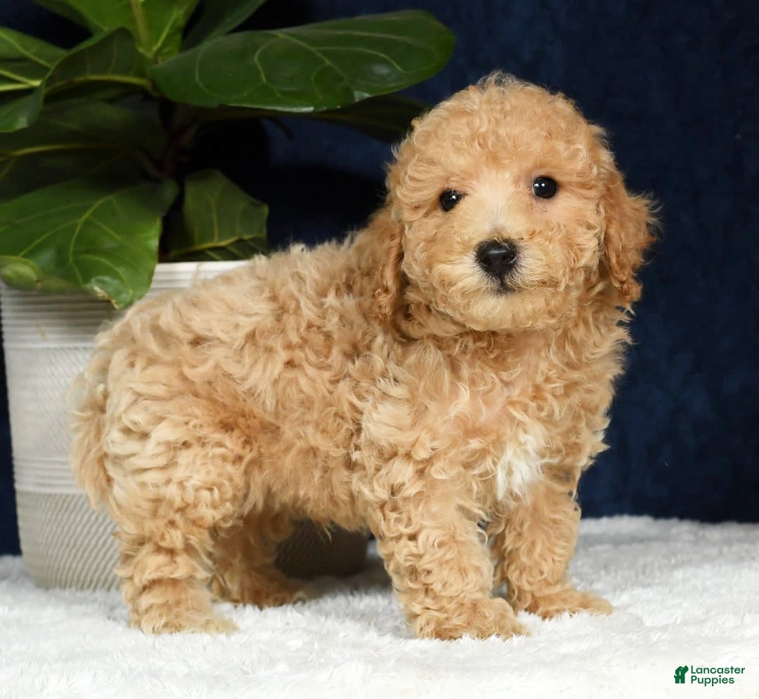 Bichpoo dogs for sale: Kent - Image 6
