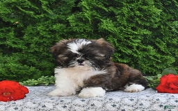 Shih Tzu dogs for sale: Mocha - Image 14