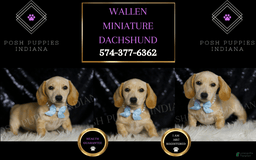 Miniature Dachshund dogs for sale: Wallen - Image 3