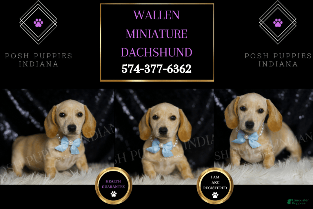 Miniature Dachshund dogs for sale: Wallen - Image 3