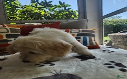 Goldendoodle dogs for sale: Bagel - Image 4