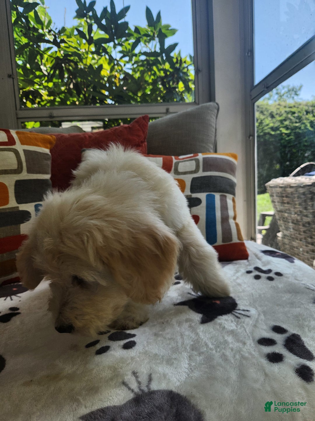 Goldendoodle dogs for sale: Bagel - Image 4