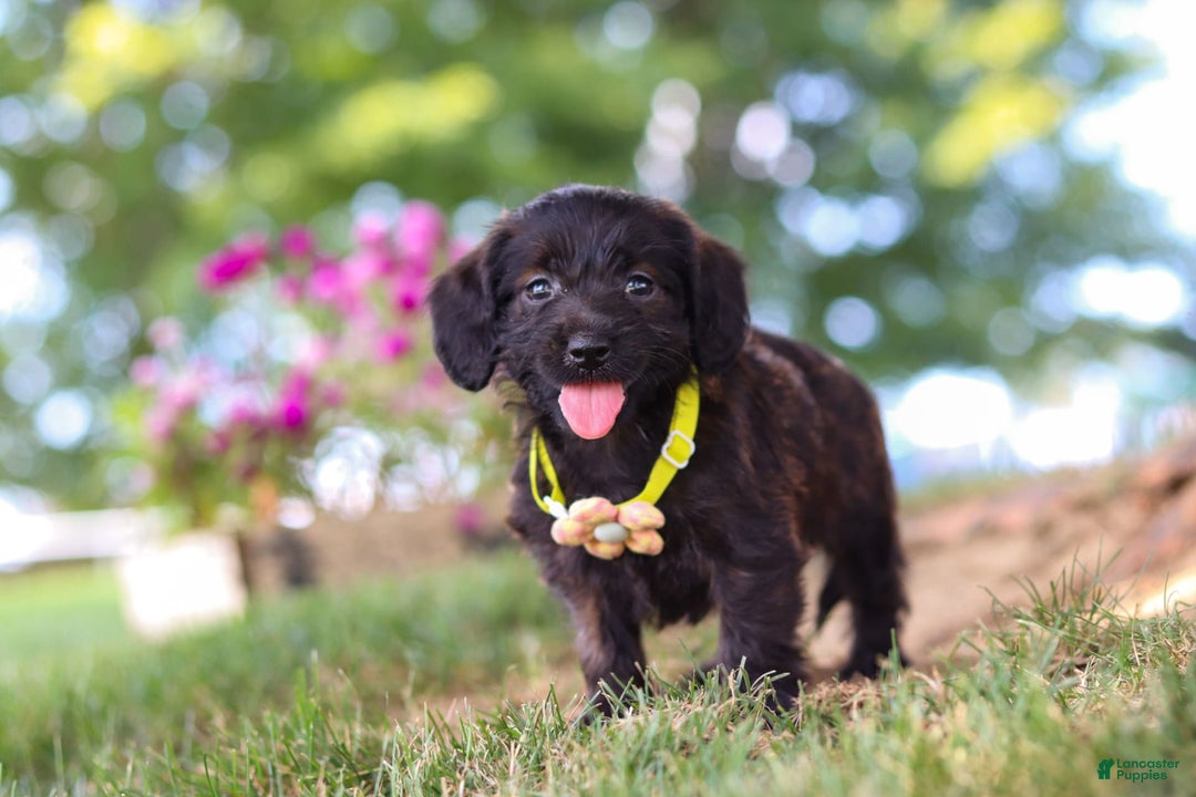 Miniature Dachshund dogs for sale: Frappuccino - Image 6