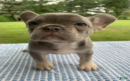 French Bulldog dogs for sale: Adele - Image 2