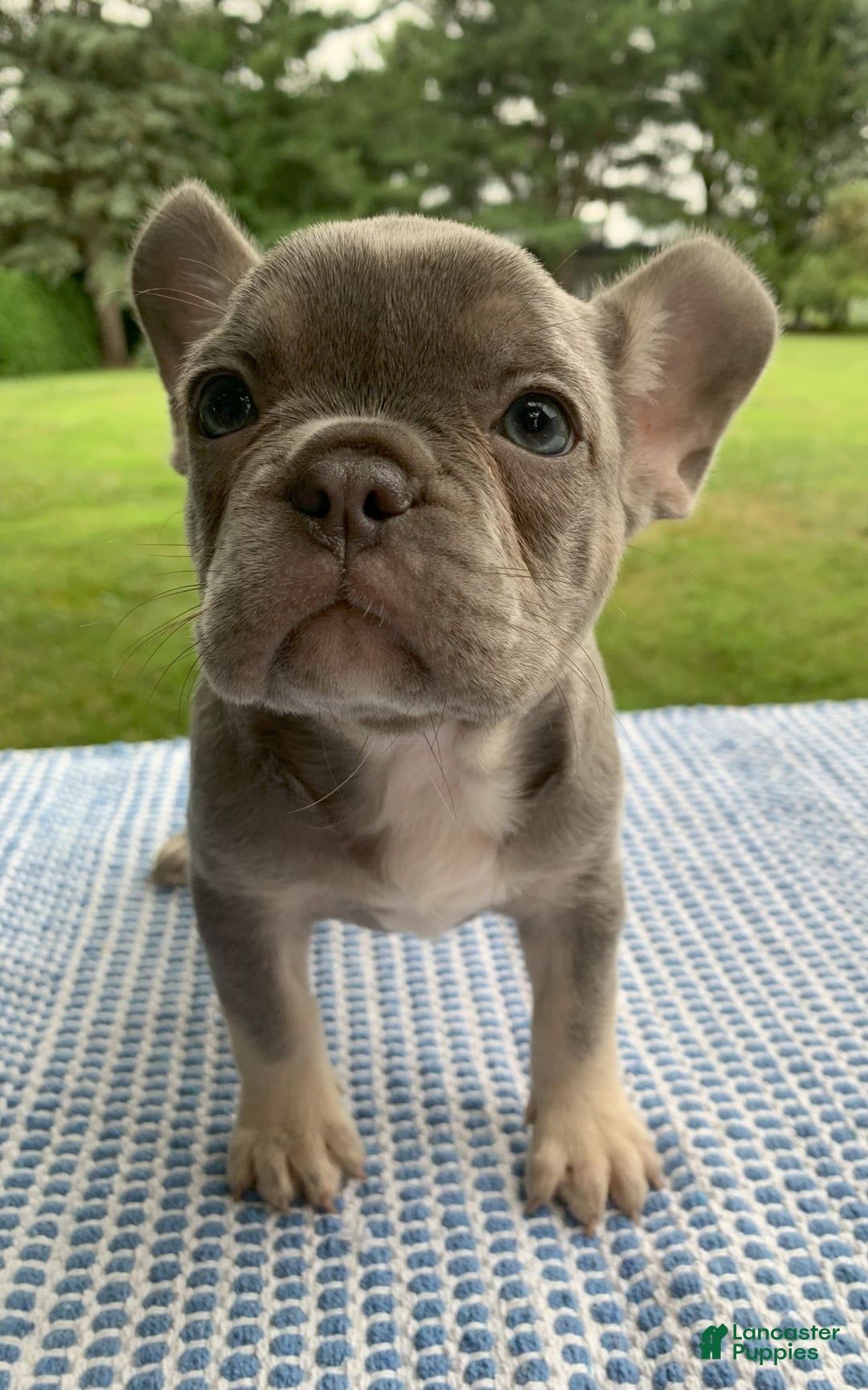French Bulldog dogs for sale: Adele - Image 2