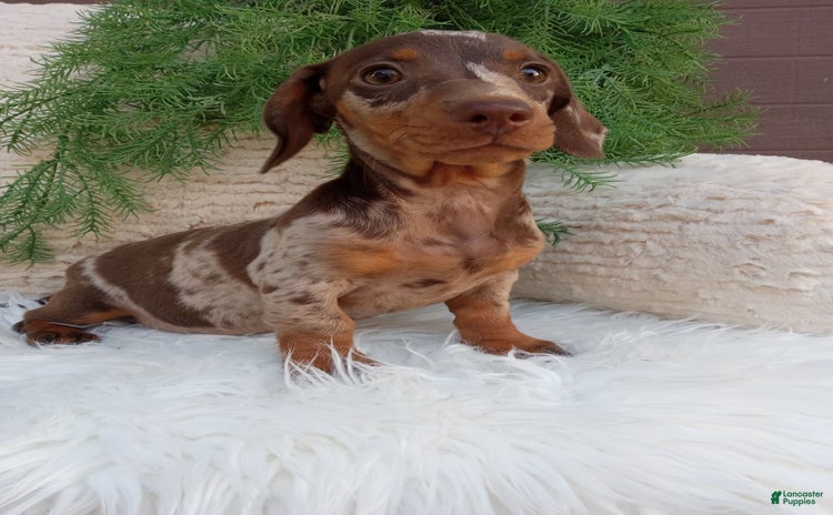 Dachshund dogs for sale - Ad 1
