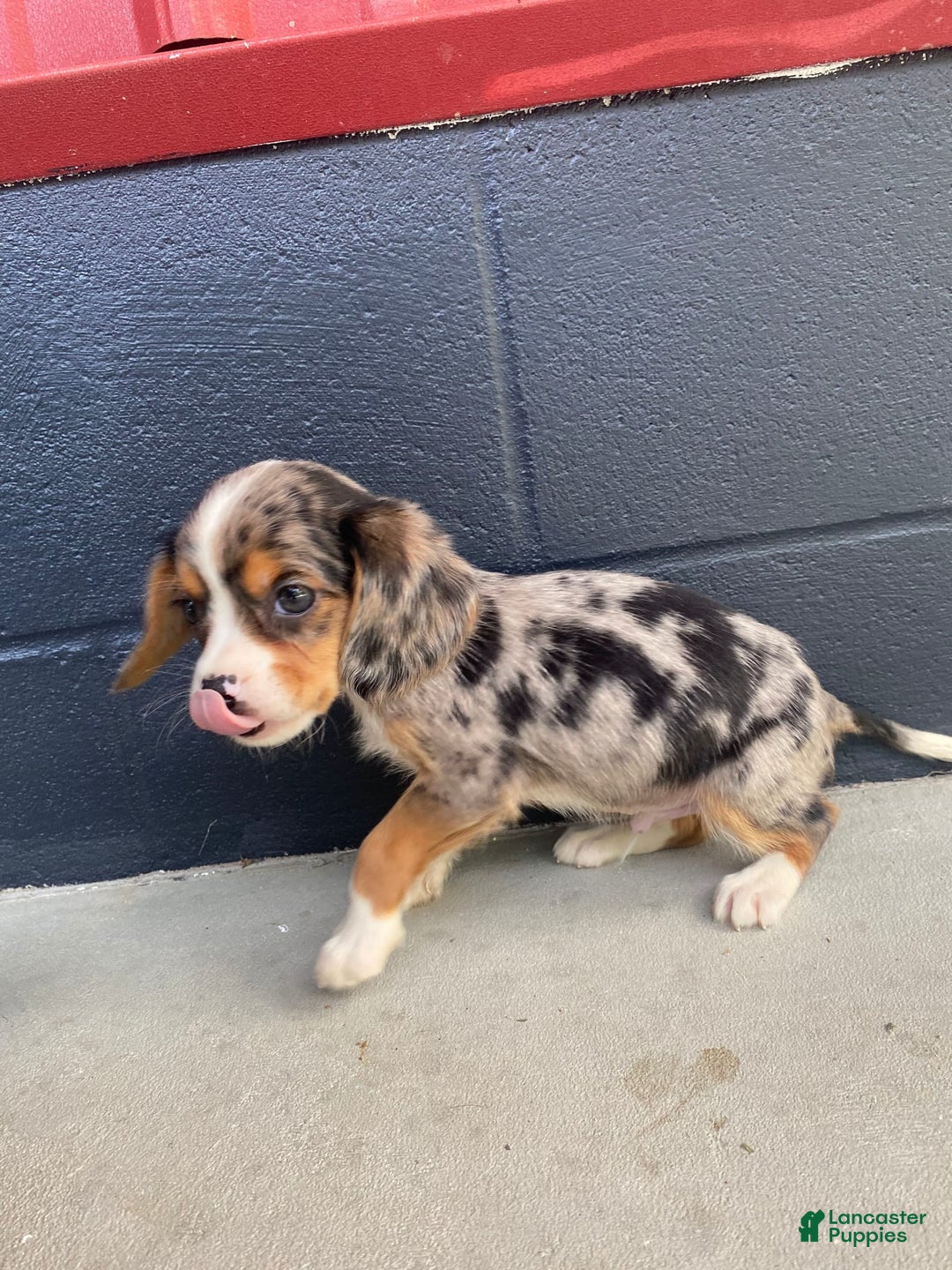 Beaglier dogs for sale: Marshal - Image 4