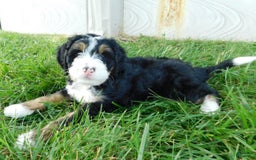 Mini Bernedoodle dogs for sale: Katie - Image 2