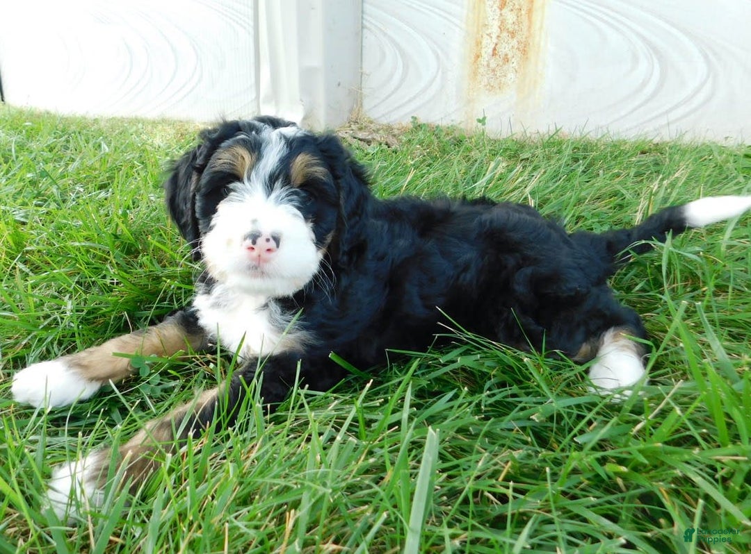 Mini Bernedoodle dogs for sale: Katie - Image 2