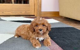Cavapoo dogs for sale: Henry - Image 6