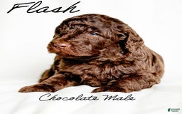 Standard Poodle dogs for sale: Flash - Image 4