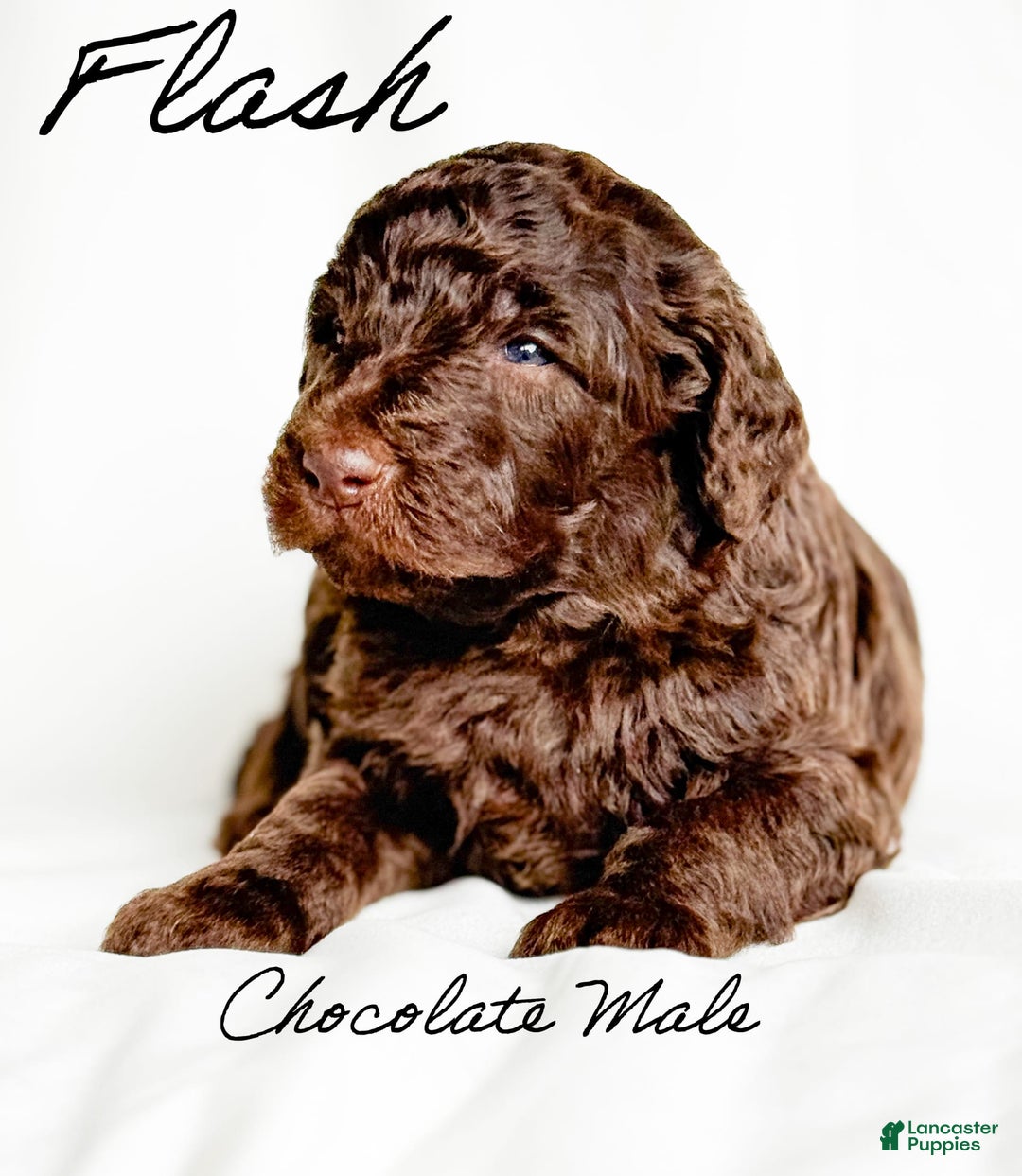 Standard Poodle dogs for sale: Flash - Image 4