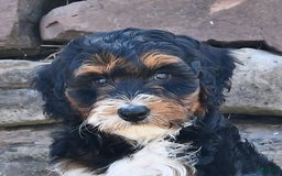 Aussiedoodle dogs for sale: Mia - Image 2