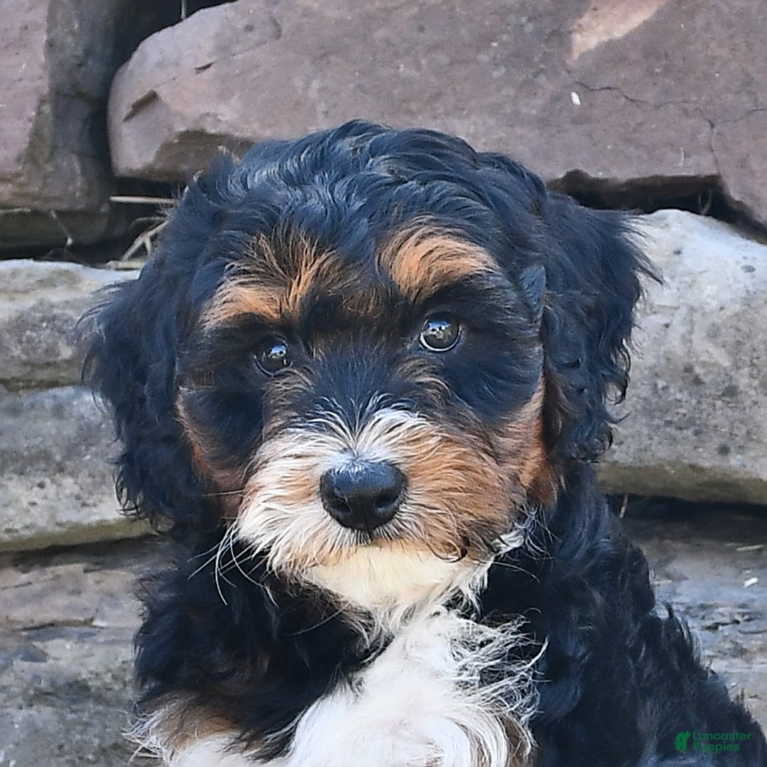 Aussiedoodle dogs for sale: Mia - Image 2