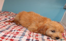  dogs for sale: Mini Goldendoodle 5 puppies - Image 8
