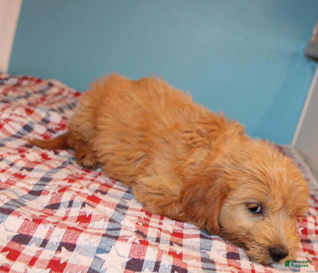 dogs for sale: Mini Goldendoodle 5 puppies - Image 8