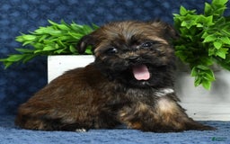 Havapoo dogs for sale: Wendell - Image 14