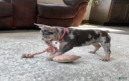 French Bulldog dogs for sale: Nila - Image 19