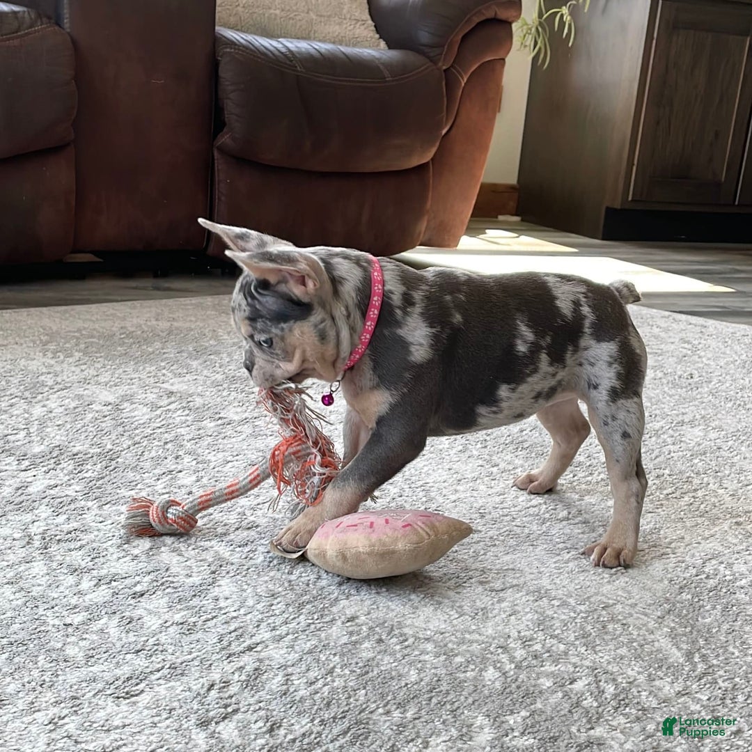 French Bulldog dogs for sale: Nila - Image 19